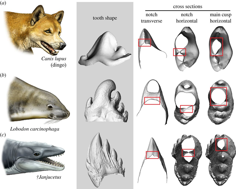 Comparison of teeth among dingoes, seals, and an extinct species of whale. (Image: David. P. Hocking et al., 2017)